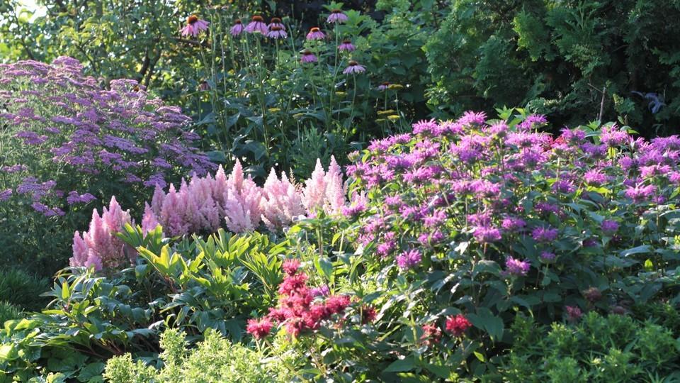 Maien puutarha. Vaaleanvioletit rytmit elokuussa - punaväriminttu, jaloangervo ja kärsämö (Maie Vridolin).