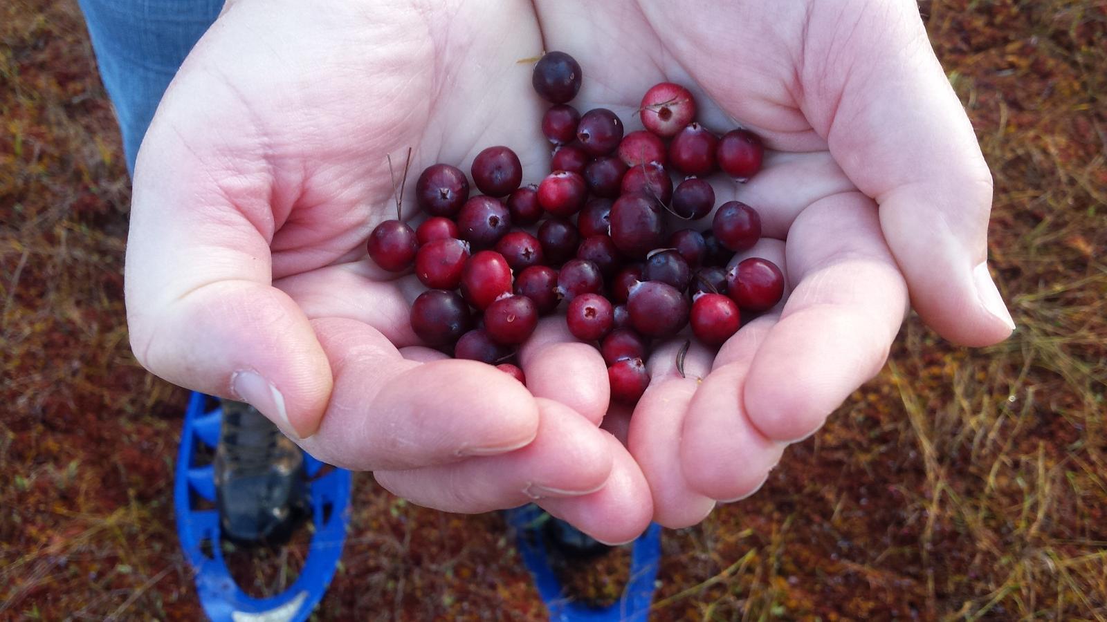 Cranberry hike in Soomaa bogs (soomaa.com).