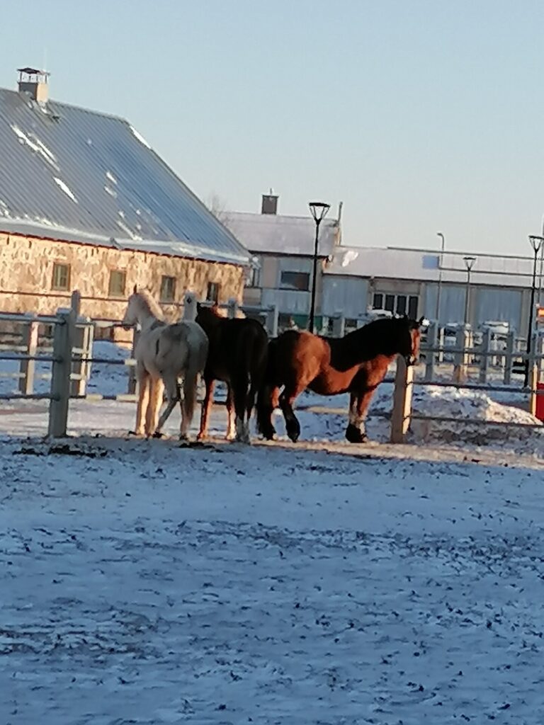 Guided tour of the Tori Horse Breeding Farm and Museum (A.Kasak).