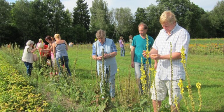 „Auf Suche nach Heilkräutern“ – eine Wanderung des Energie Bauernhofs (Aivar Siim).