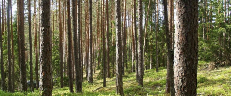 Runaraipes kāpas un atpūtas vieta Somā (Aivar Ruukel).