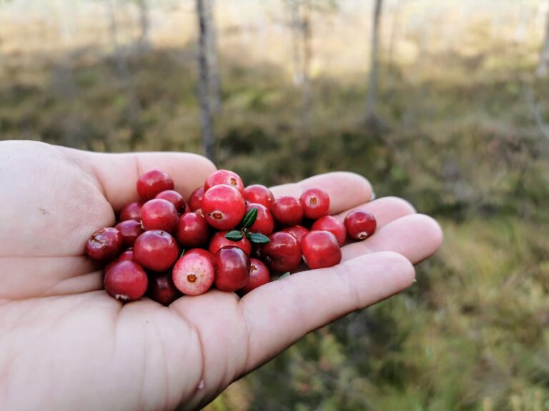 Moosbeeren-Sammeln im Moor von Lindi mit Seikle Vabaks (Elen Juurma).
