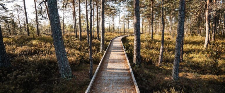 Soomaa Puhkeküla jalgrattalaenutus (Priidu Saart, Visit Pärnu).