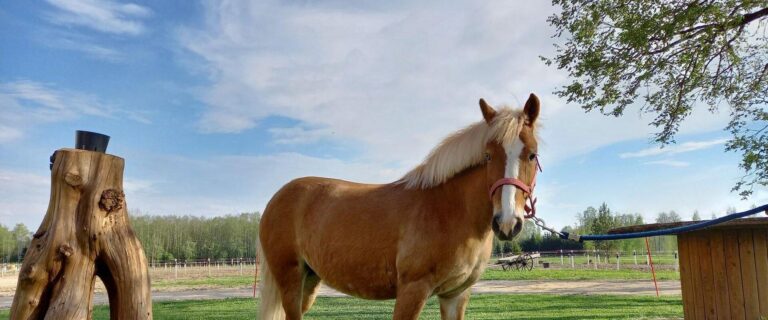 Kildu ratsakeskus (Kildu ratsakeskus).