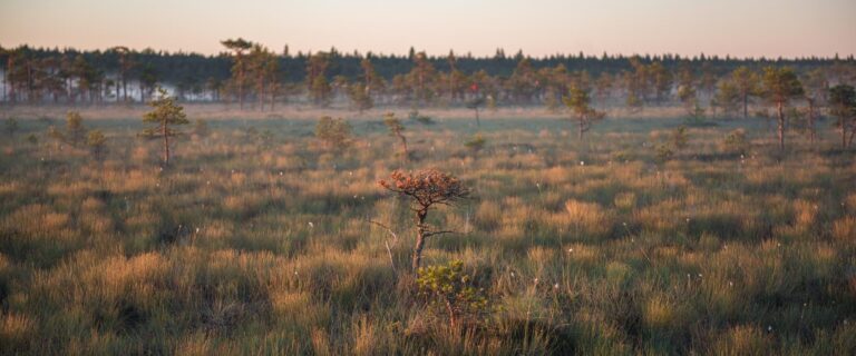 Hüpassaaren luontopolku (Oliver Oberg, Toolbox. Estonia.ee).