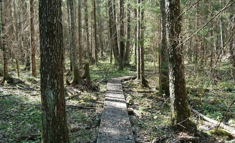 Kuraniidun luontopolku (Elen Juurma).