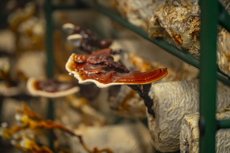 Shroomwell Pilzfabrik (Shroomwell OÜ).