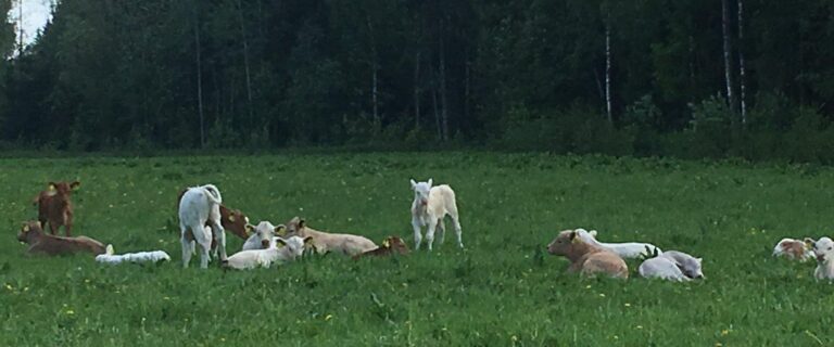 Raamatu puhkemaja mahe veised (Marina Raid).